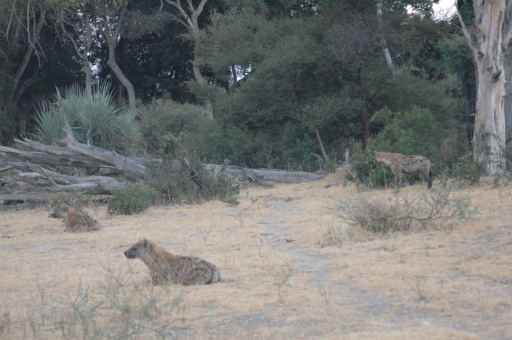 Hyena waiting for lion scraps 